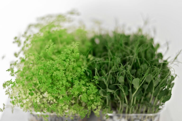 different microgreens ready to consume