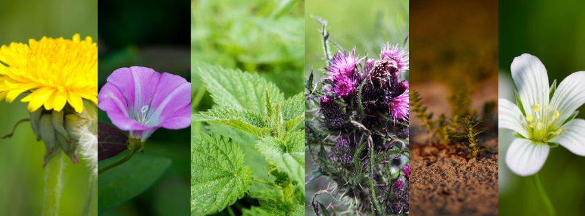 Different types of common Garden weeds