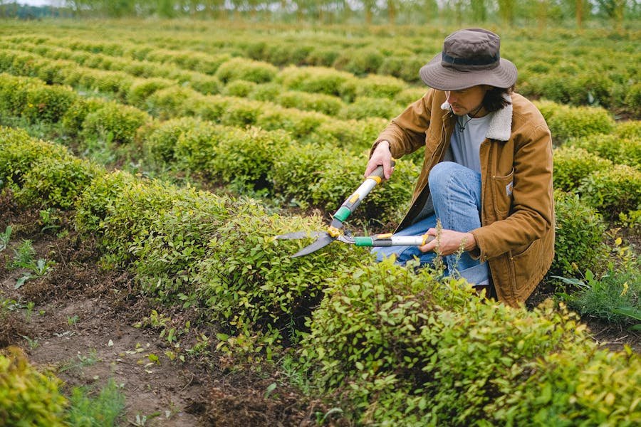 Man with secateurs harvesting bushes.